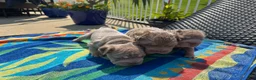 French Bulldog dogs for sale: Lucia - Ad 10