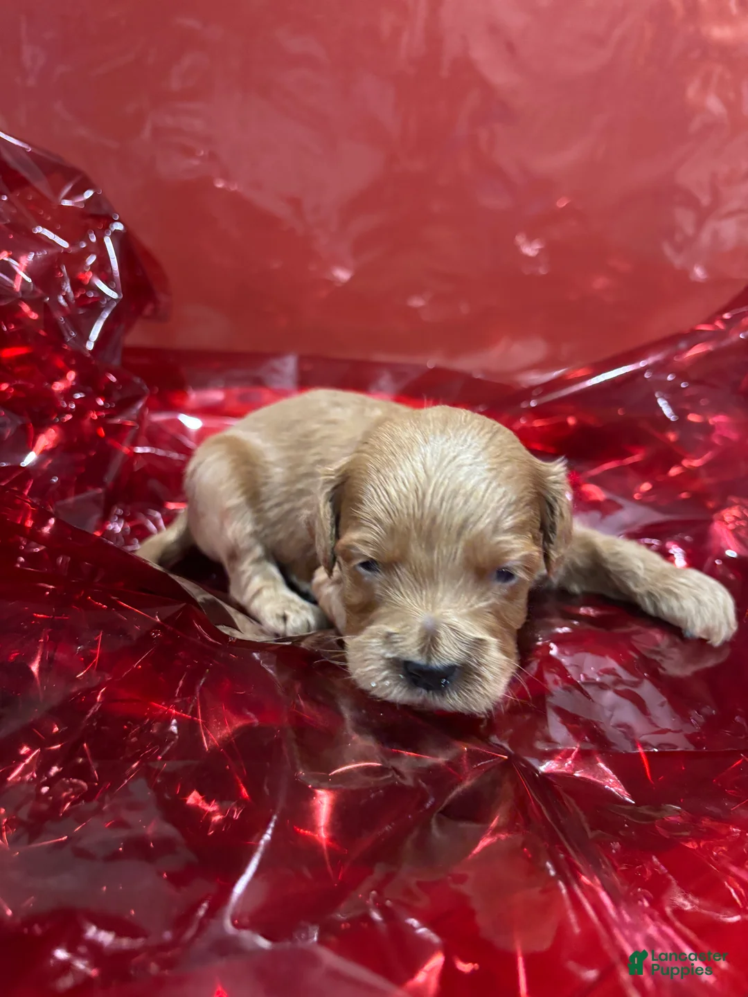 Cockapoo dogs for sale: Halo - Ad 6