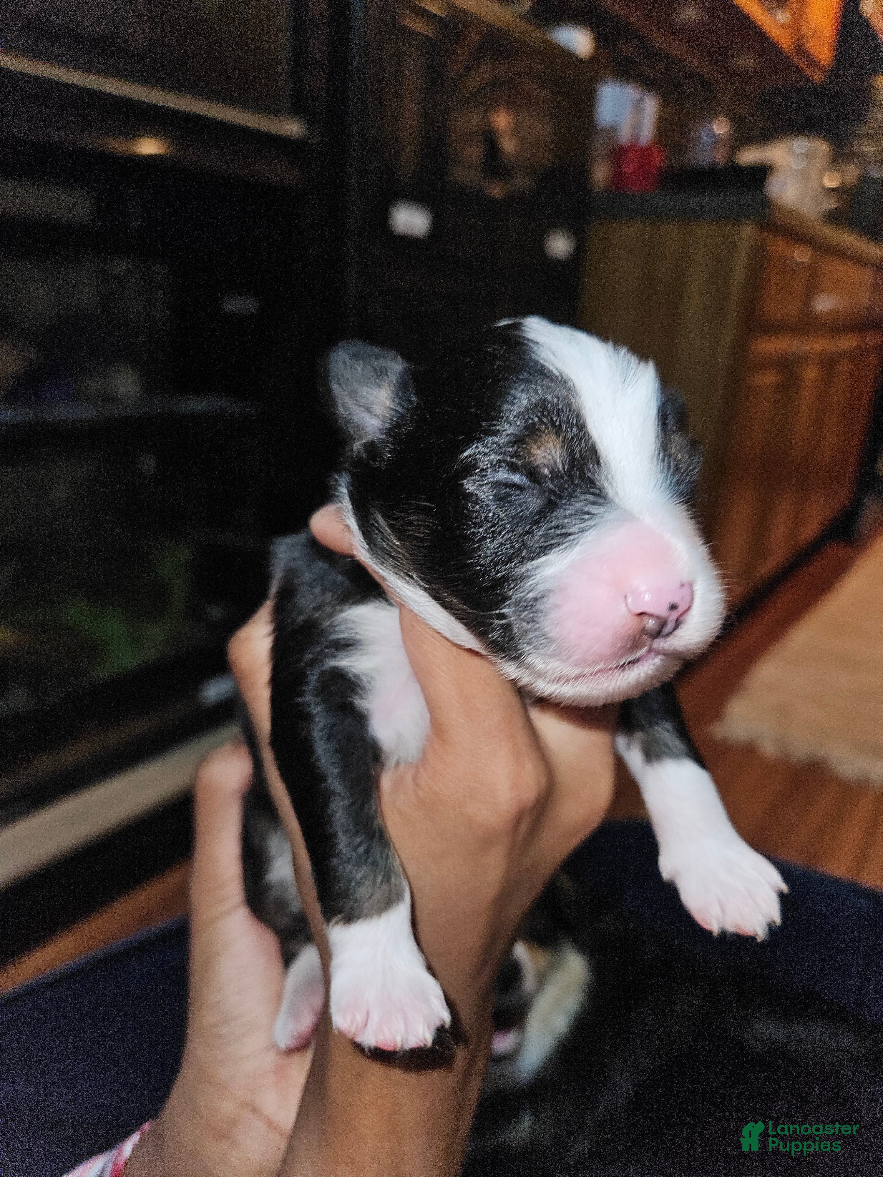 Miniature Australian Shepherd dogs Bruno  - Ad 5