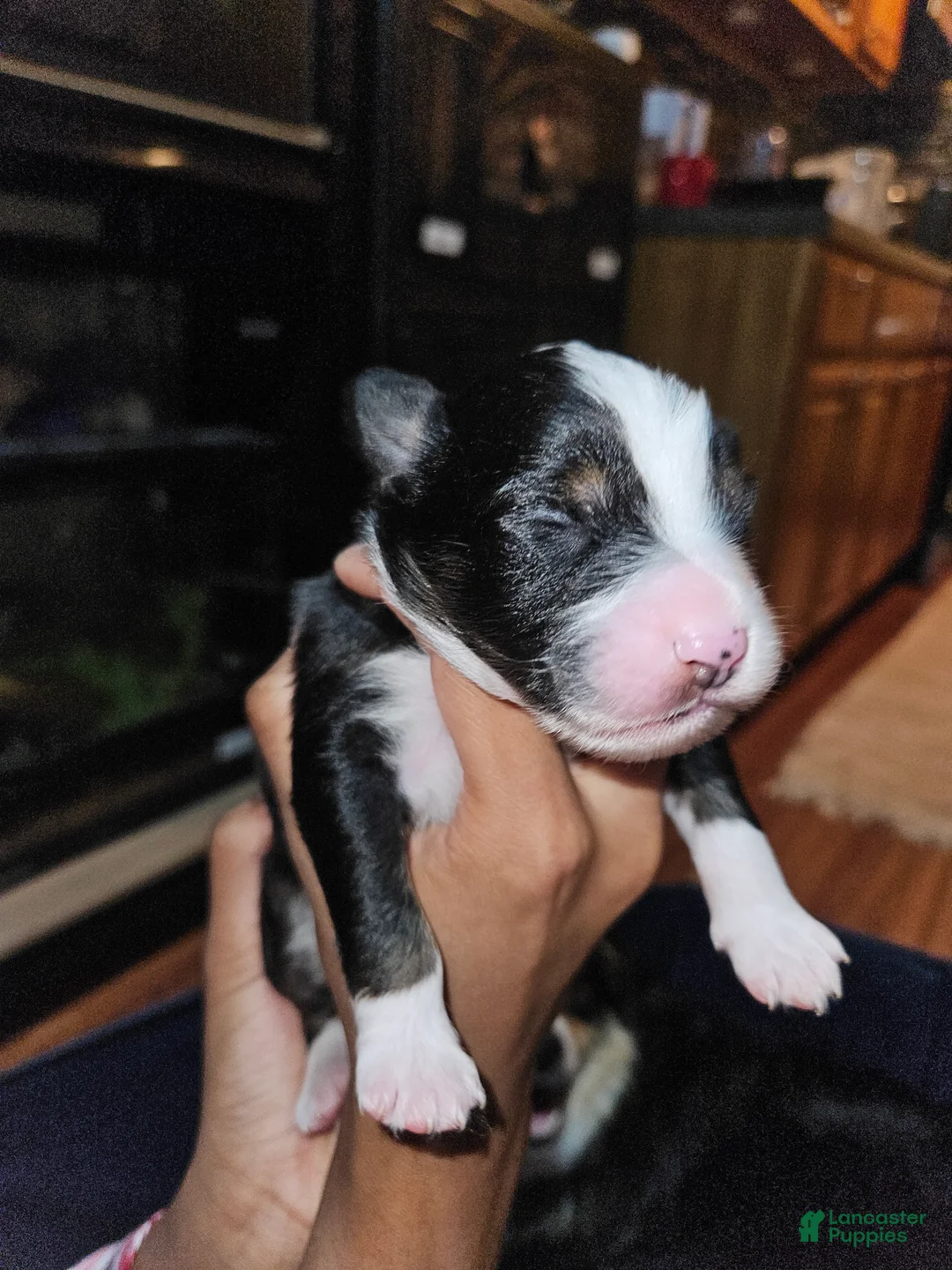 Miniature Australian Shepherd dogs for sale: Bruno  - Ad 1