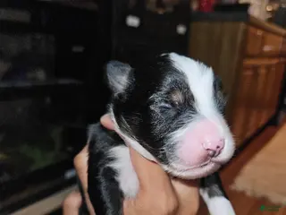 Miniature Australian Shepherd dogs Bruno - Ad 5