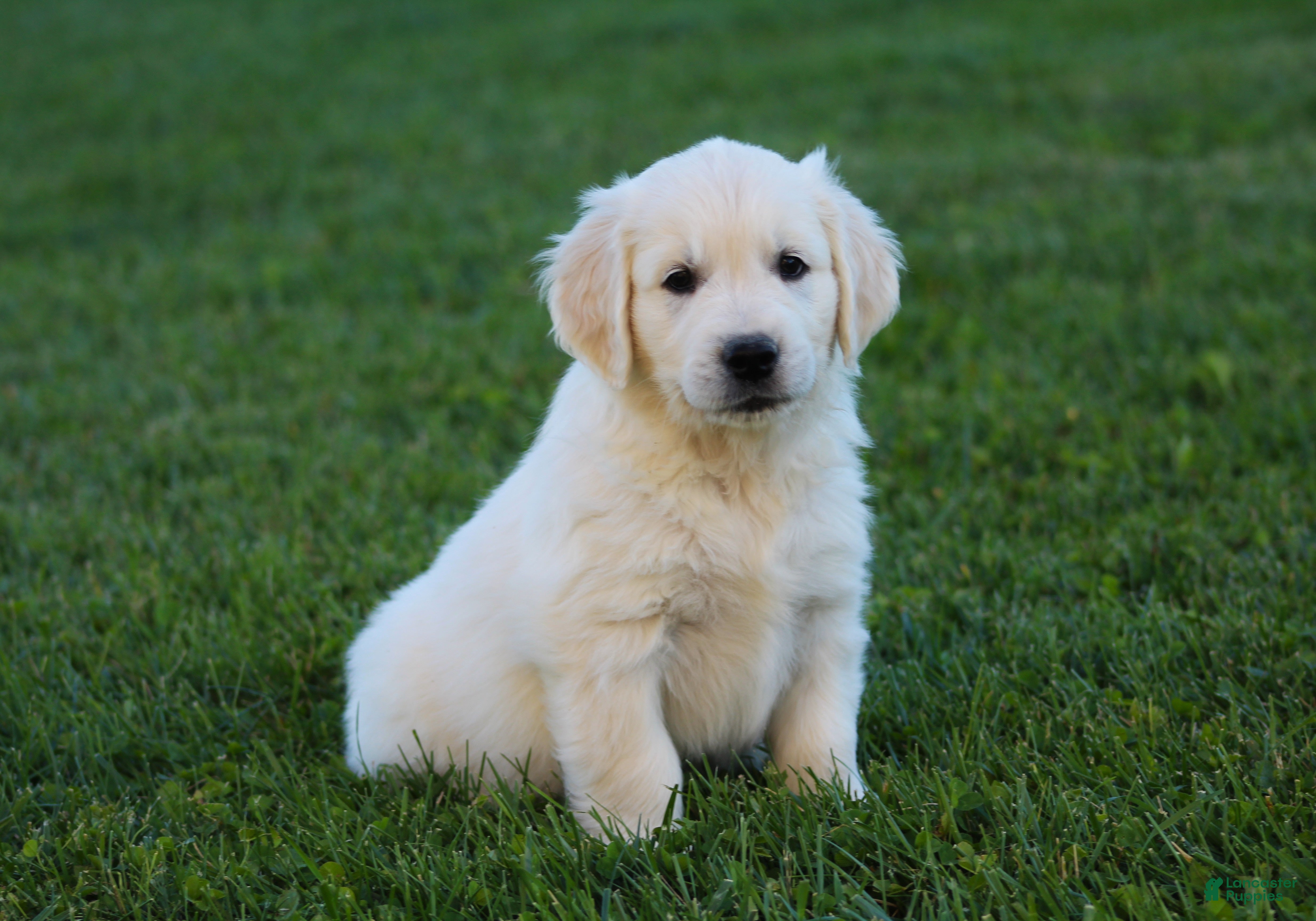 Golden Retriever dogs Riley - Ad 1