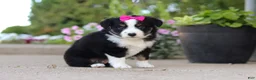 Miniature Australian Shepherd dogs for sale: Eliza - Ad 3