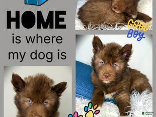 Siberian Husky dogs Mohagany - Ad 24