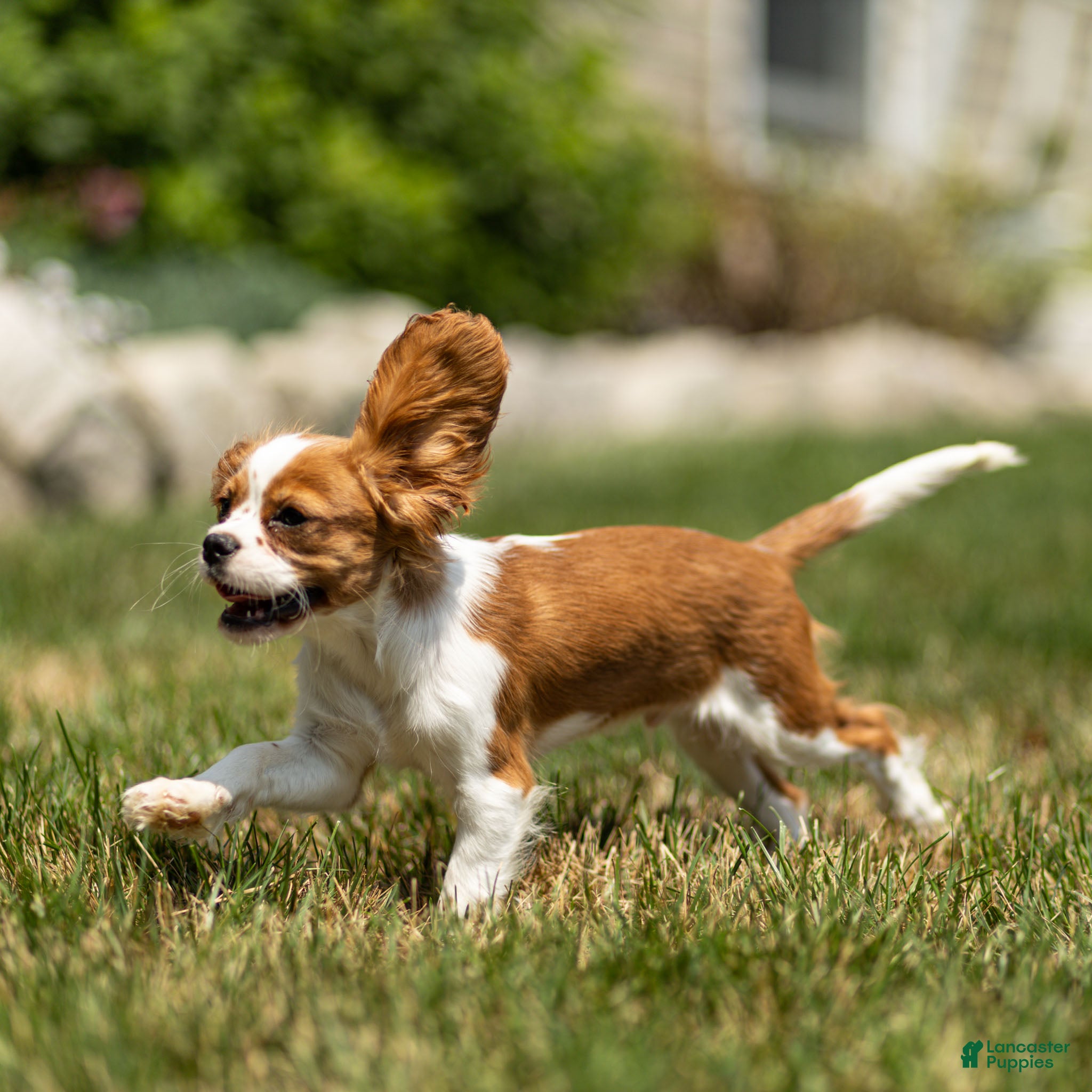 Cavalier King Charles Spaniel dogs Arlan Cavalier King Charles Spaniel Puppy  - Ad 1