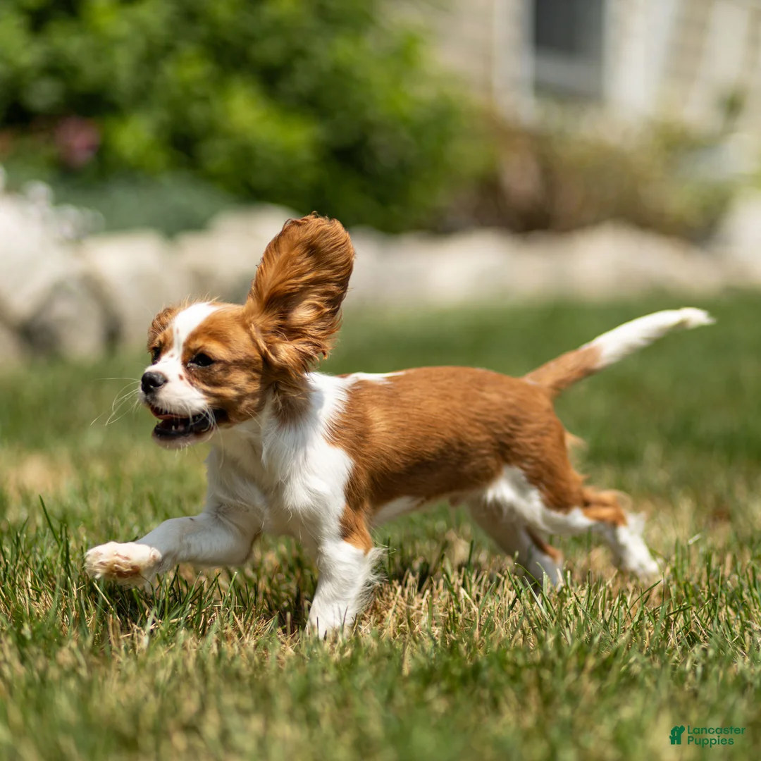 Cavalier King Charles Spaniel dogs for sale: Arlan Cavalier King Charles Spaniel Puppy  - Ad 1