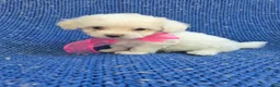 Maltipoo dogs for sale: Sammy  - Ad 1