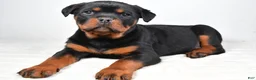 Rottweiler dogs for sale: Patsy - Ad 5
