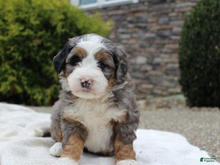 Mini Bernedoodle dogs - Ad 34