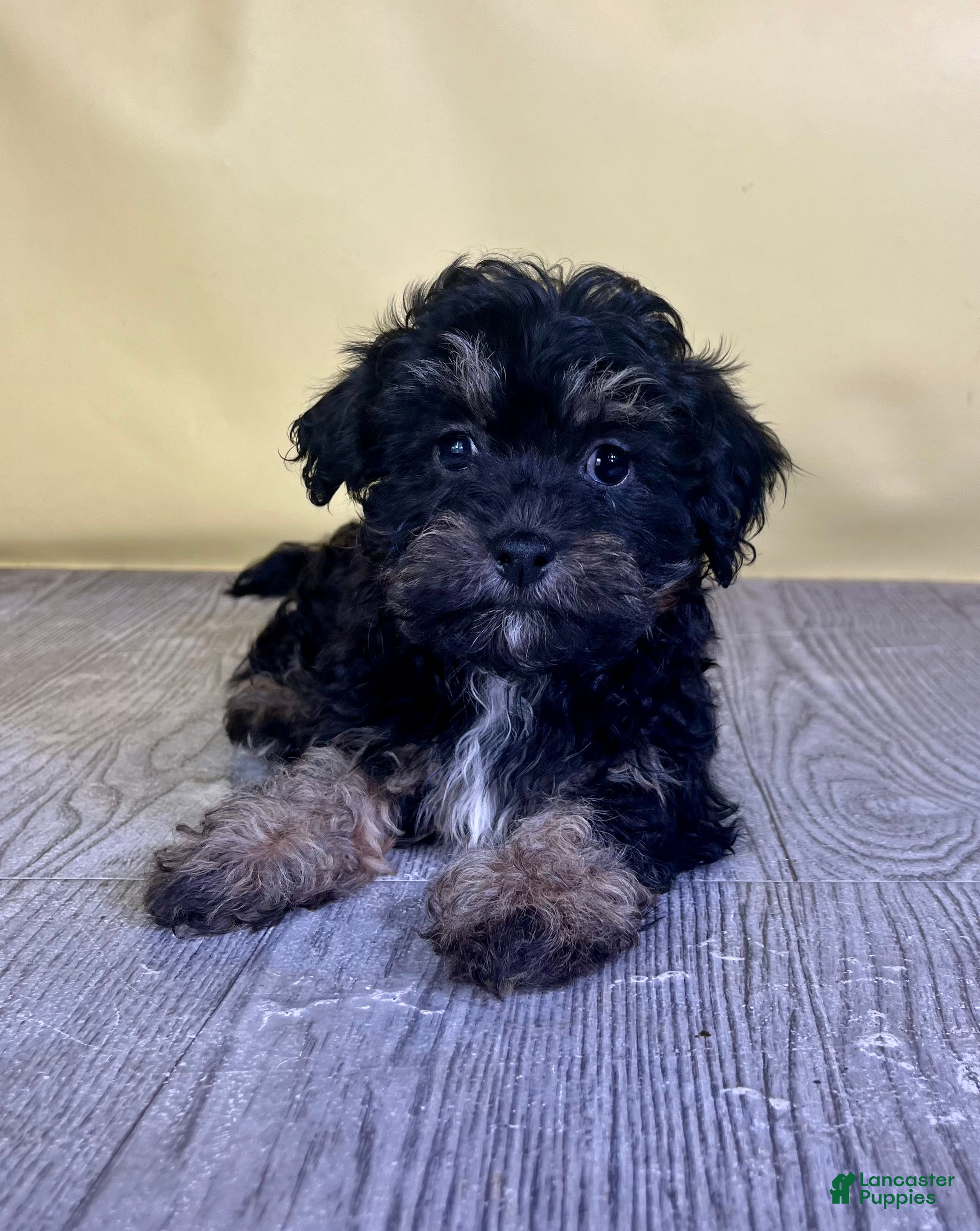Teddy Bear dogs Fettuccine - Ad 1