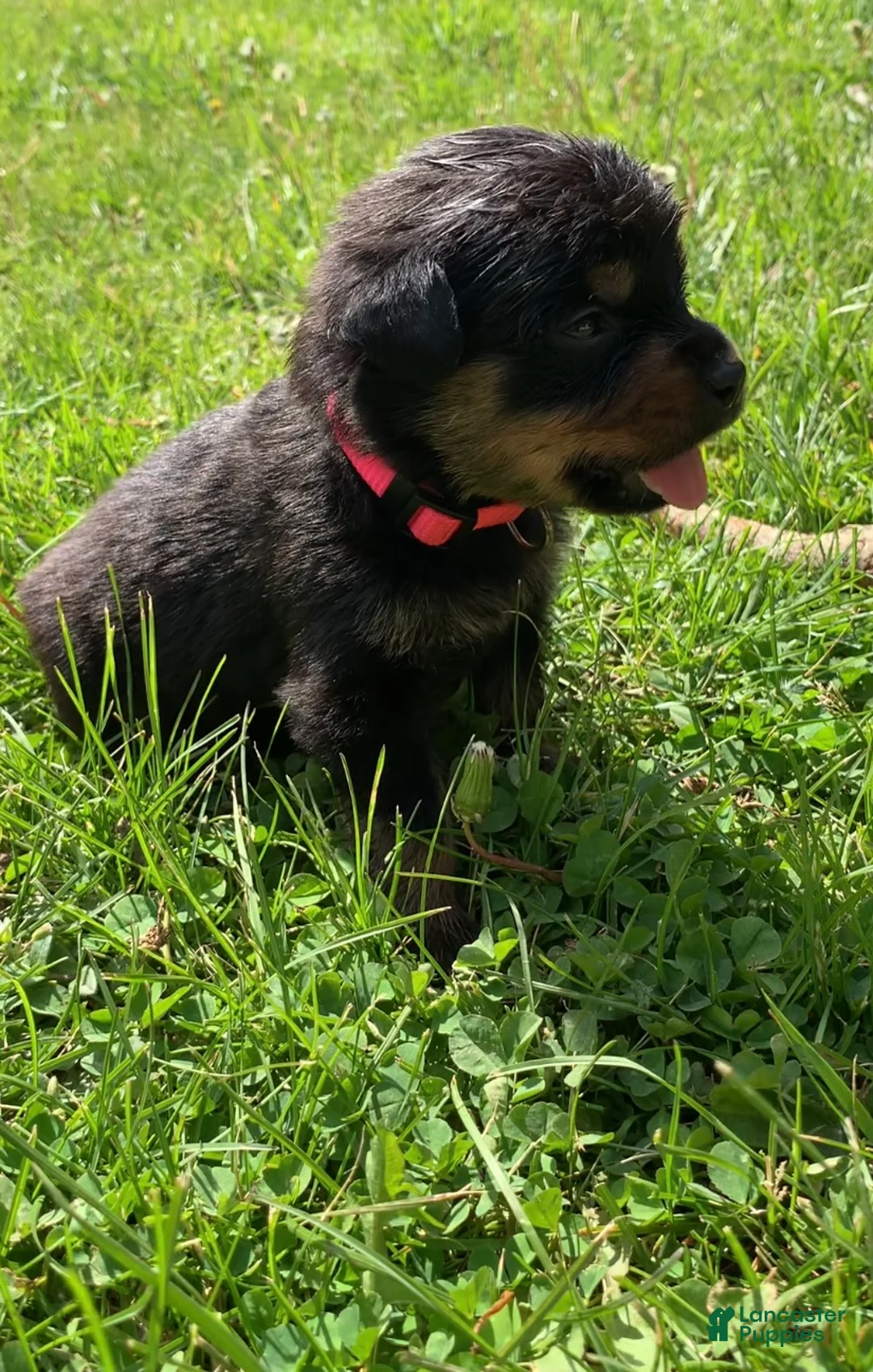 Rottweiler dogs for sale: Hot Pink Female - Ad 1