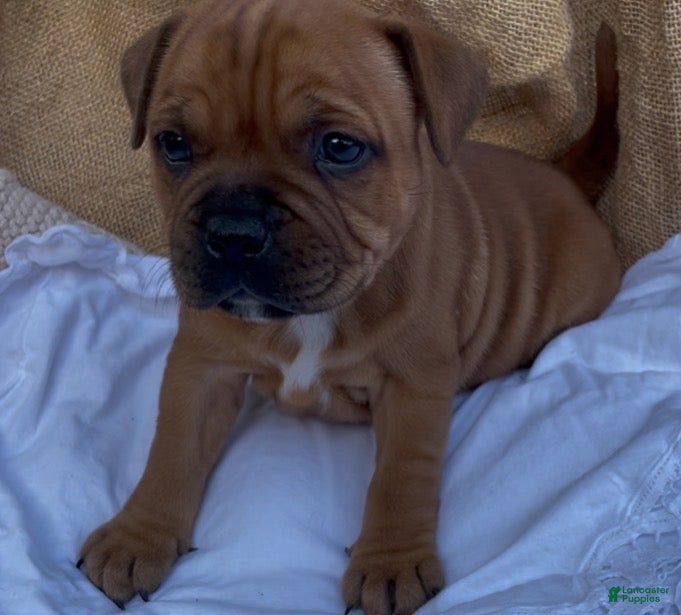 Staffordshire Bull Terrier dogs Tella - Ad 2