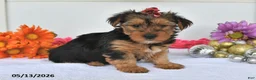 Yorkshire Terrier dogs for sale: Abigail - Ad 3