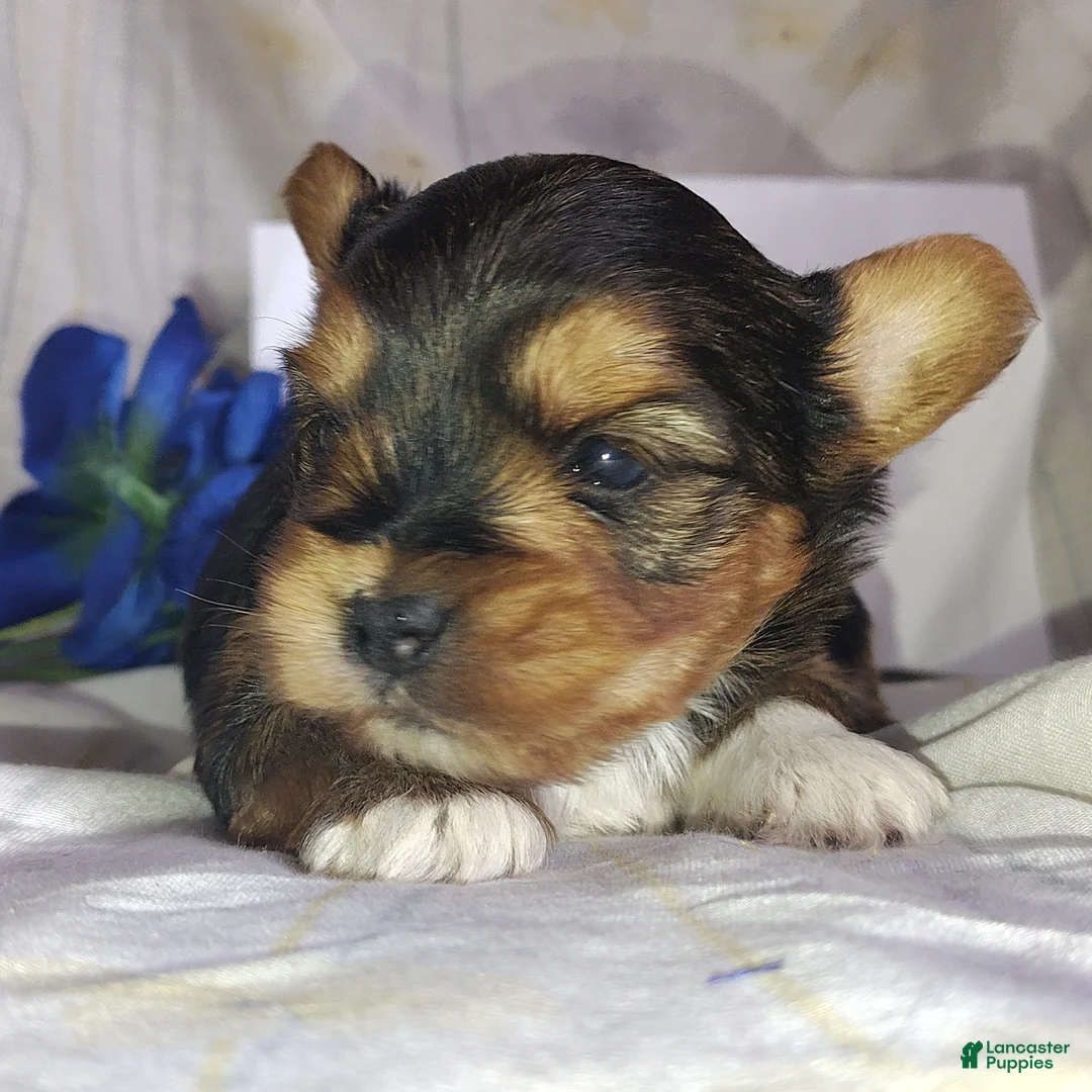 Yorkshire Terrier dogs for sale: Bowie - Ad 3