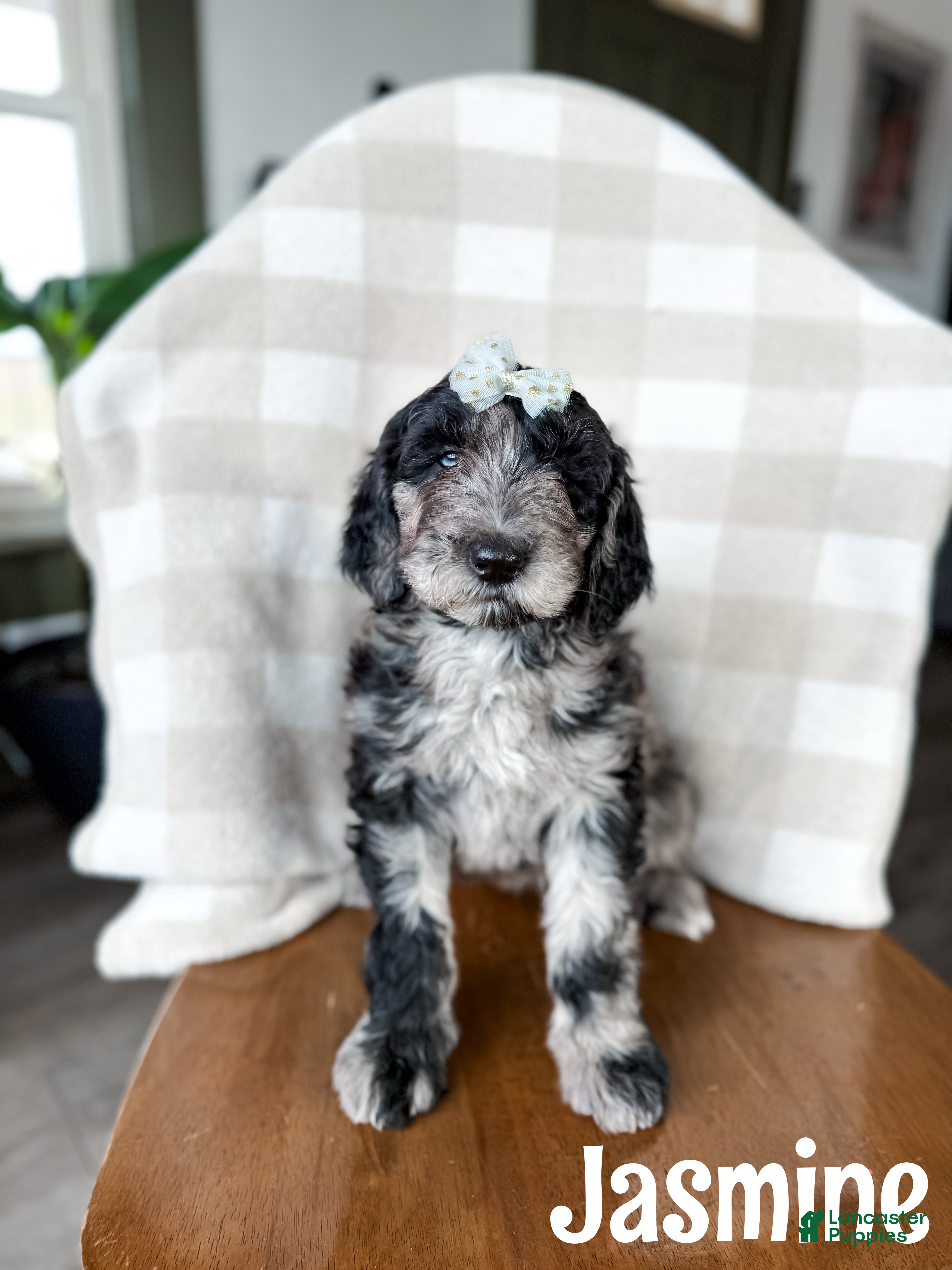 Aussiedoodle dogs Jasmine - Ad 21