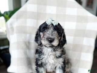 Aussiedoodle dogs Jasmine - Ad 28