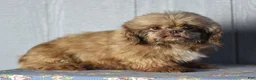 Teddy Bear dogs for sale: Amy - Ad 10