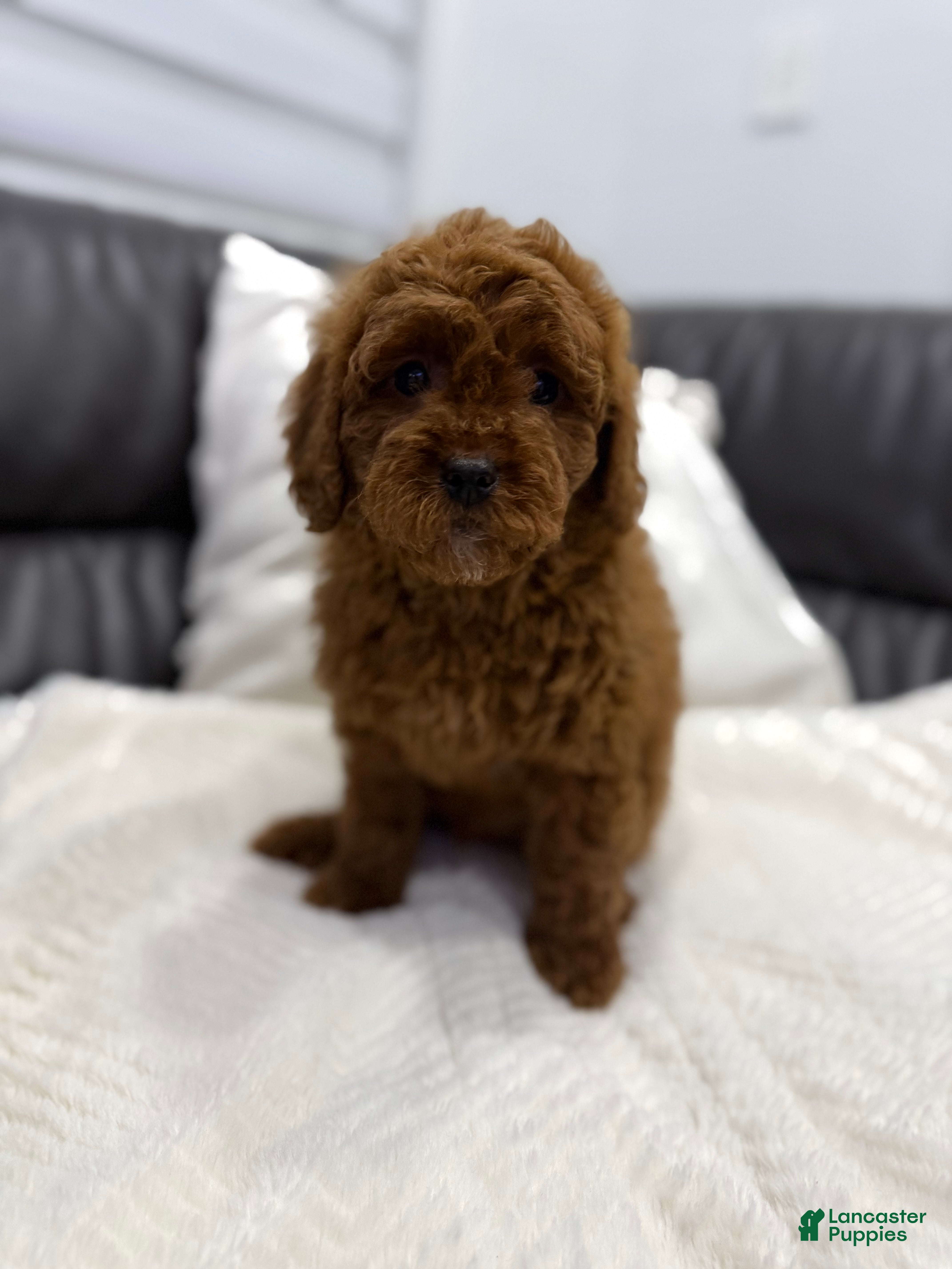 Mini Goldendoodle dogs Billy - Ad 33