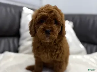 Mini Goldendoodle dogs Billy - Ad 33