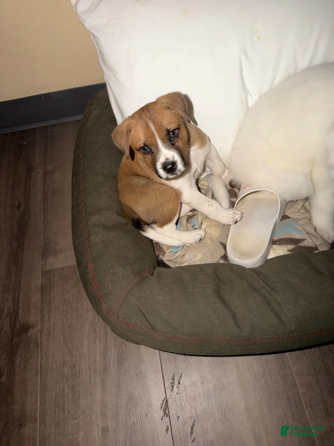 Mixed Breed dogs for sale: Mixed Breed Puppy 1 - Ad 3