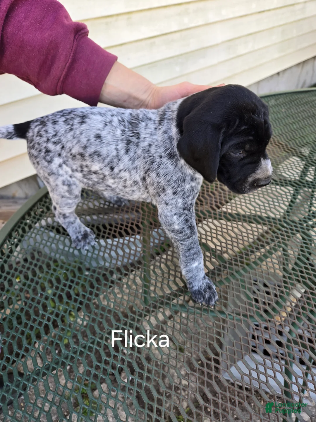 German Shorthaired Pointer dogs for sale: Flicka  - Ad 2