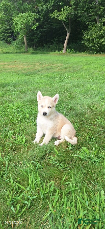 Mixed Breed dogs Penny - Ad 1