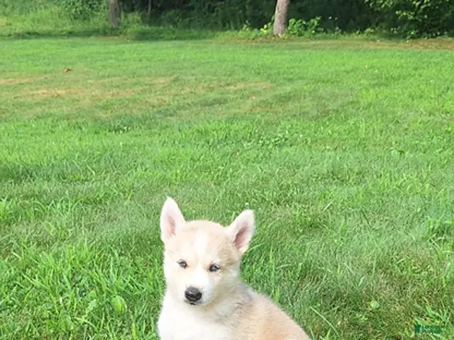 Mixed Breed dogs for sale: Penny - Ad 1