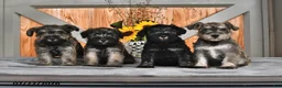 Miniature Schnauzer dogs for sale: Martha - Ad 5