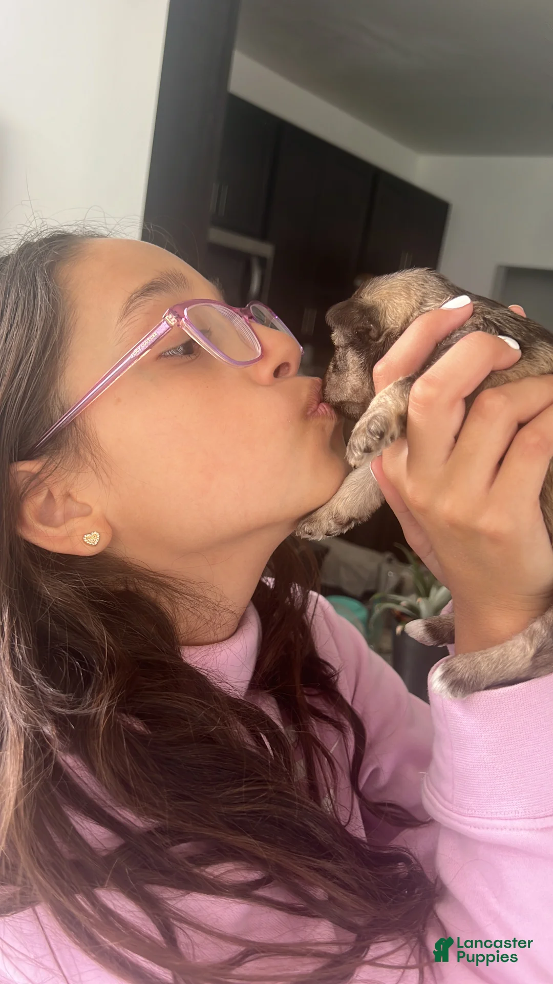 Miniature Schnauzer dogs for sale: Miniature Schnauzer Puppy 4 - Ad 1