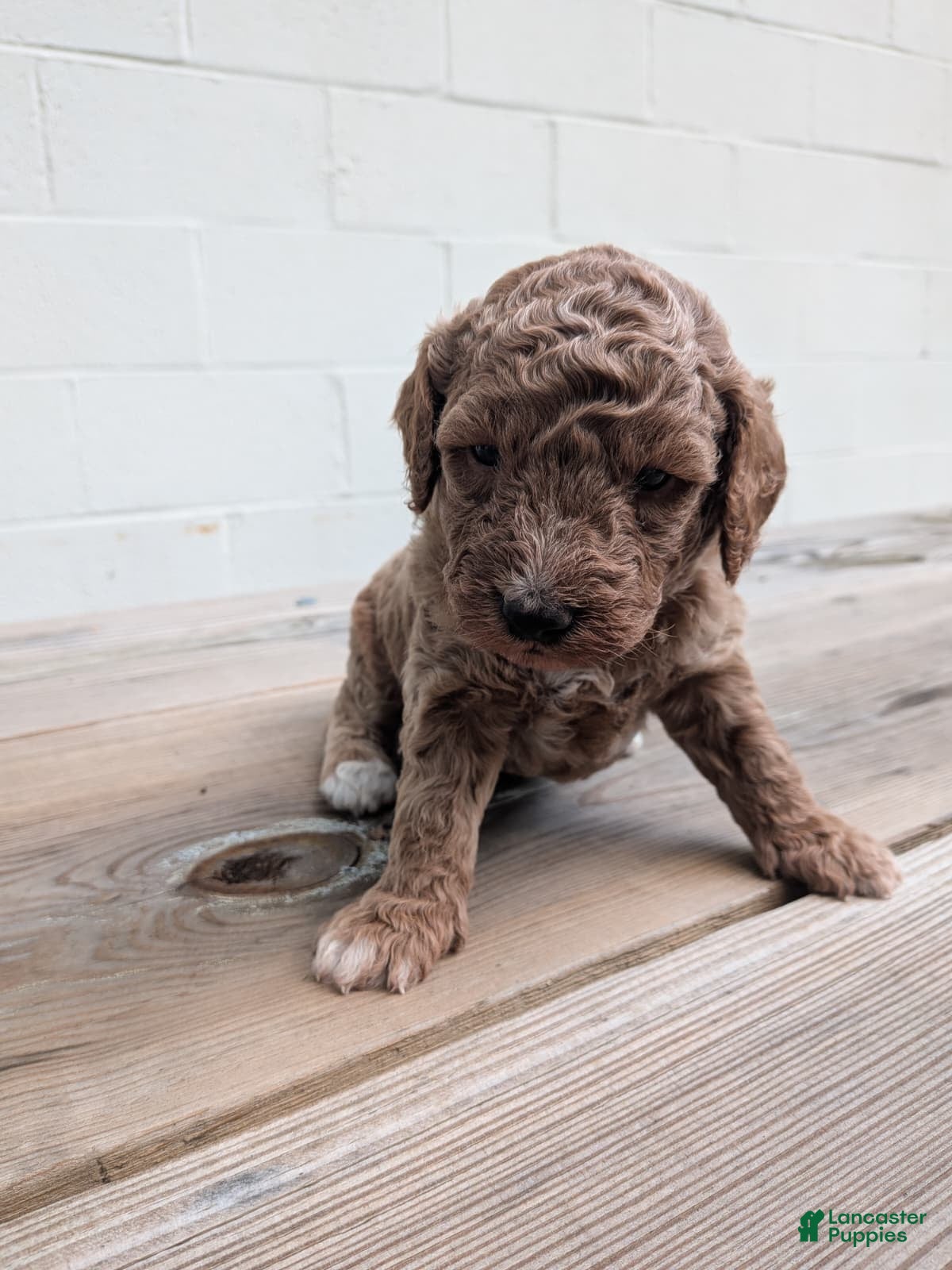 Miniature Labradoodle dogs Rhett - Ad 2