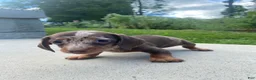 Miniature Dachshund dogs for sale: Honey - Ad 9