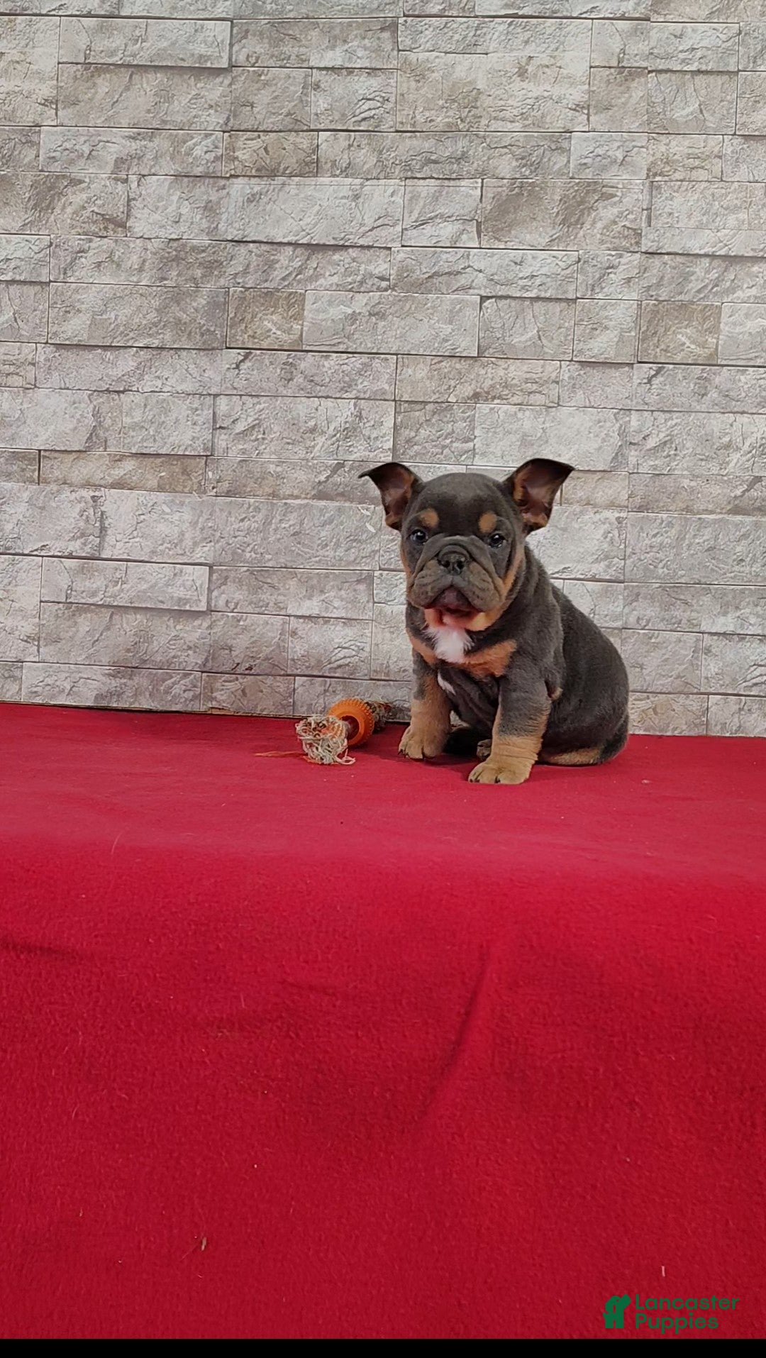 English Bulldog dogs Sandra - Ad 1