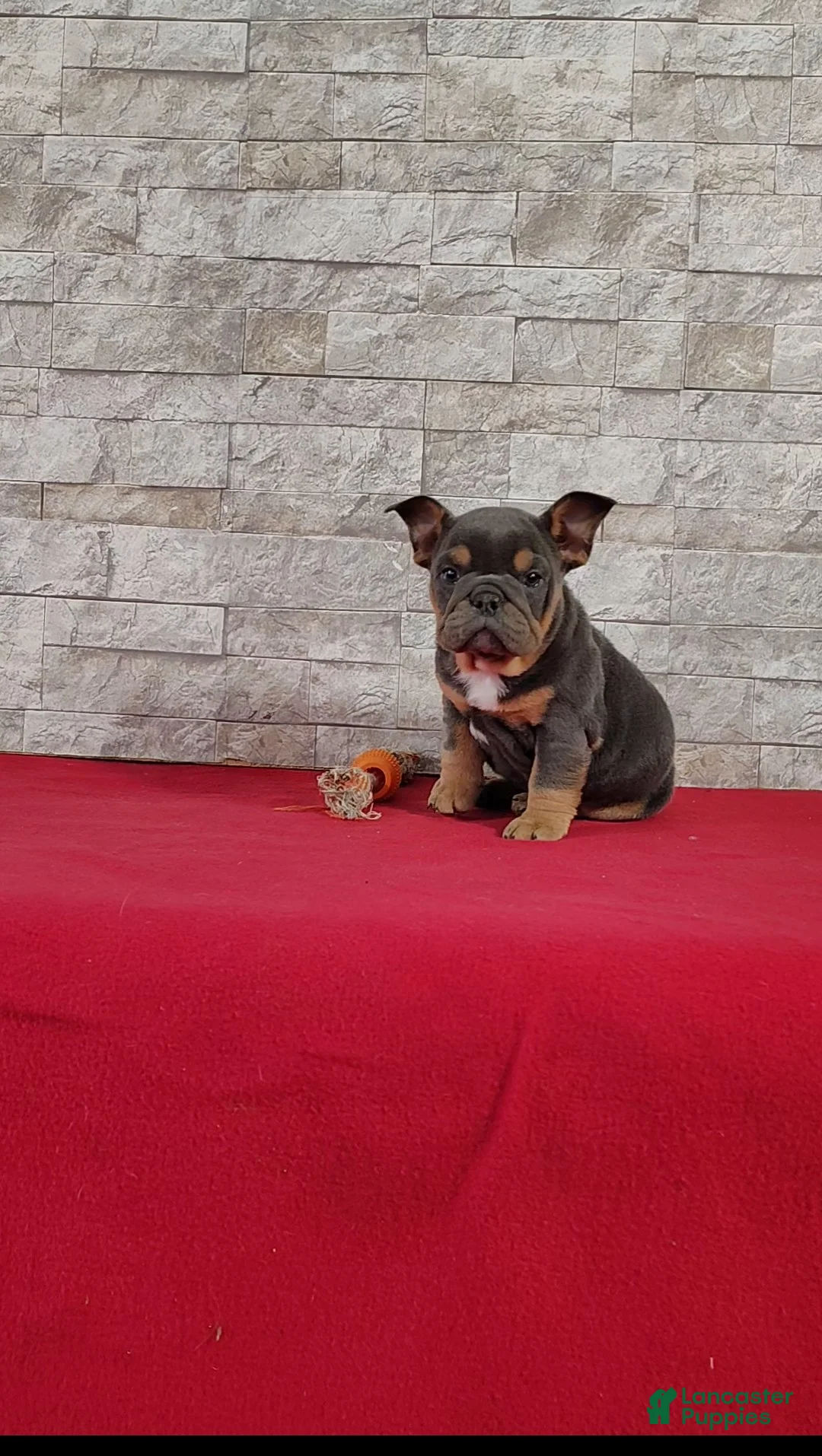 English Bulldog dogs for sale: Sandra - Ad 1