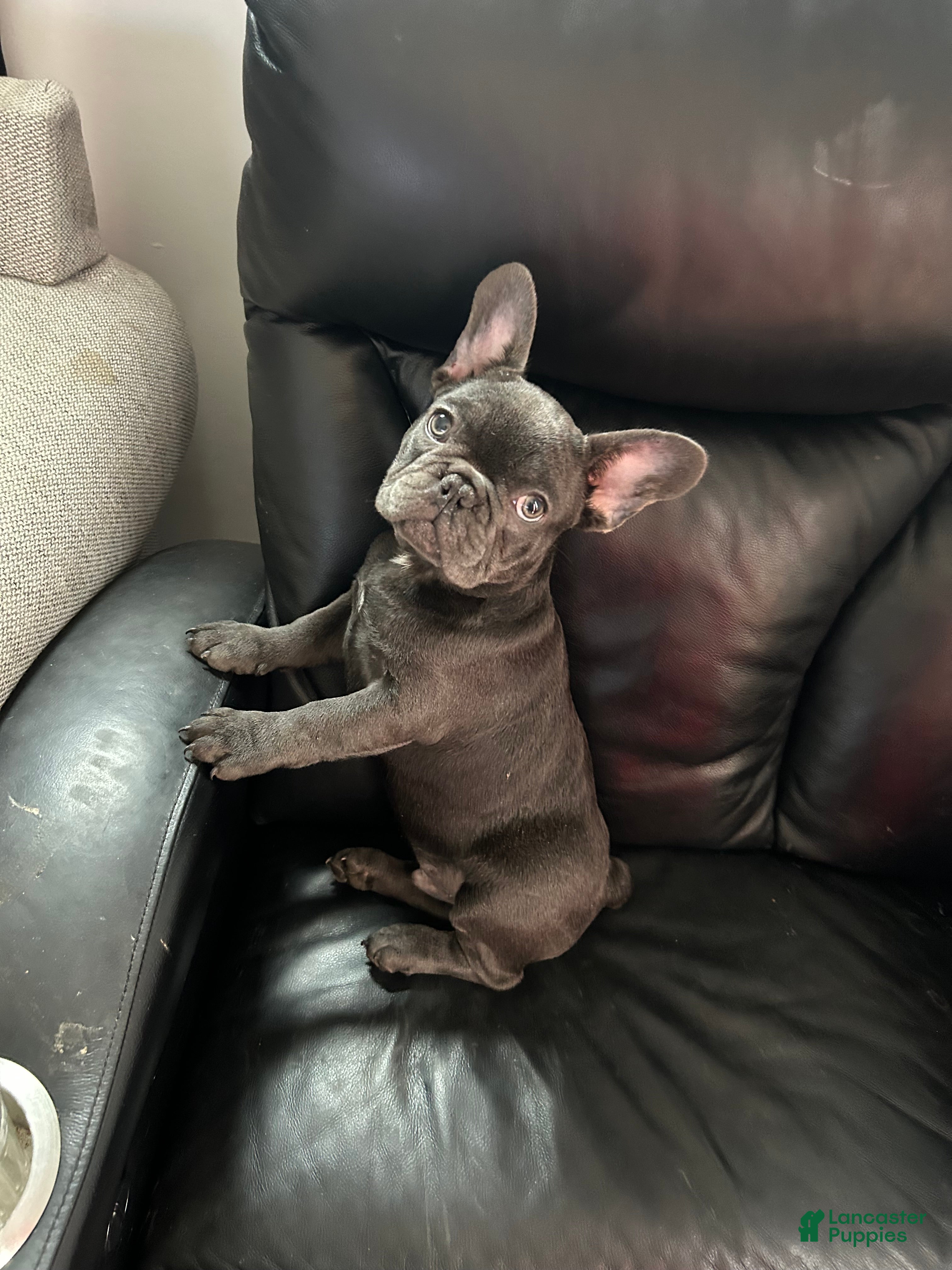 French Bulldog dogs French Bulldog Puppy 2 - Ad 36