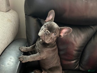 French Bulldog dogs French Bulldog Puppy 2 - Ad 37
