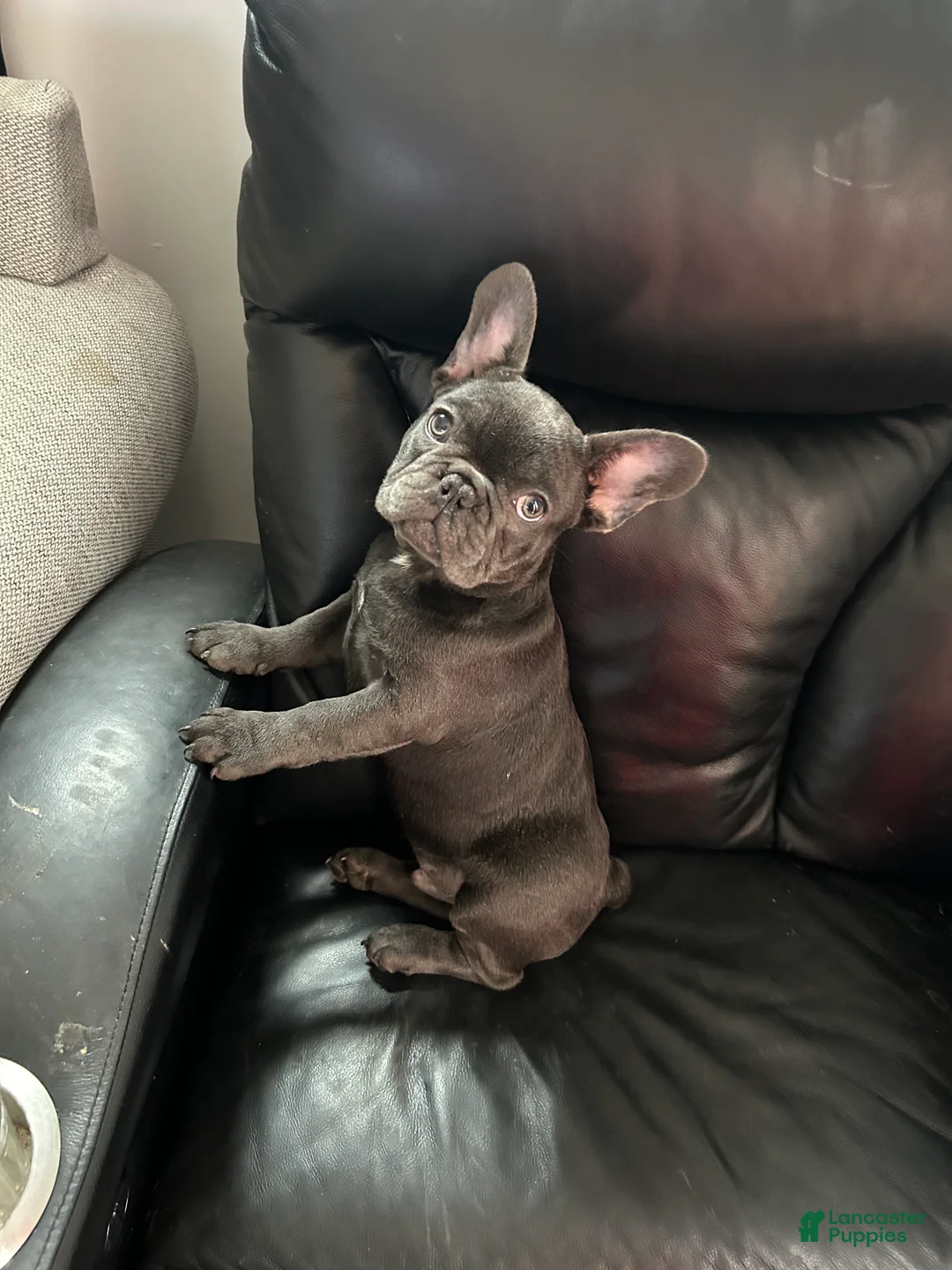 French Bulldog dogs for sale: French Bulldog Puppy 2 - Ad 3