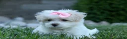 Maltese dogs for sale: OLENNA - Ad 4