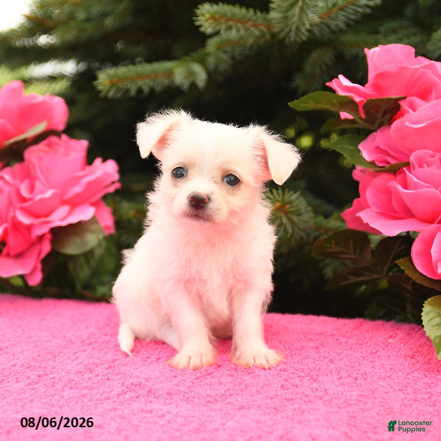 Mixed Breed dogs Snowflake - Ad 1