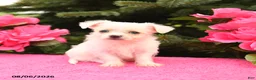 Mixed Breed dogs for sale: Snowflake - Ad 1