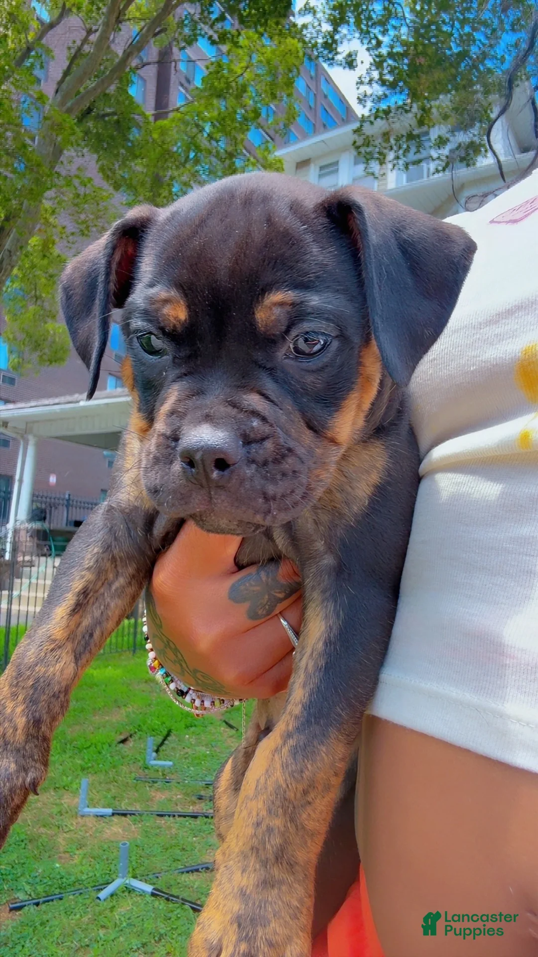 Olde English Bulldogge dogs for sale: Brock - Ad 2