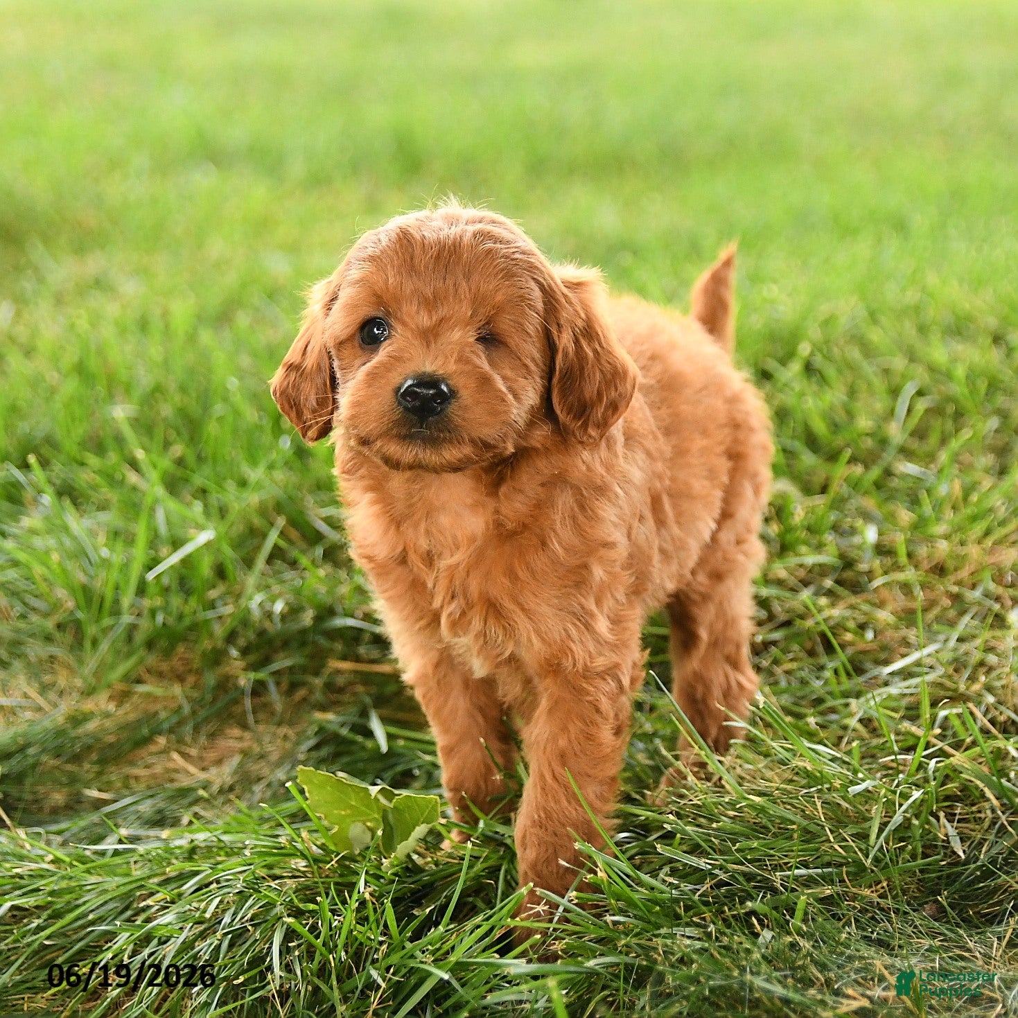 Mini Goldendoodle dogs Felicity - Ad 1