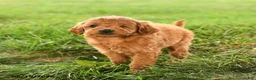 Mini Goldendoodle dogs for sale: Felicity - Ad 1