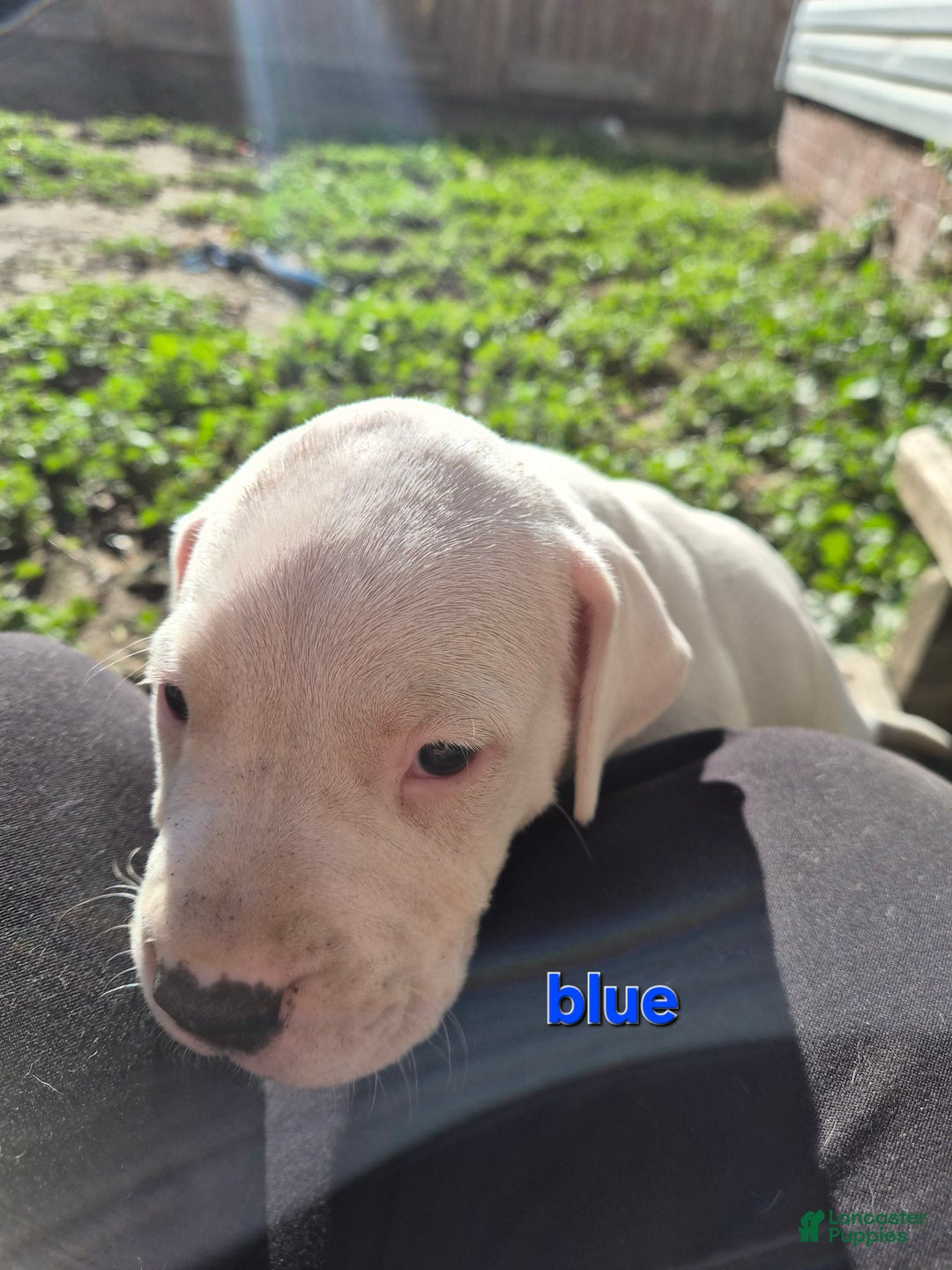 Dogo Argentino dogs for sale: Dogo Argentino Puppy 2 - Ad 3