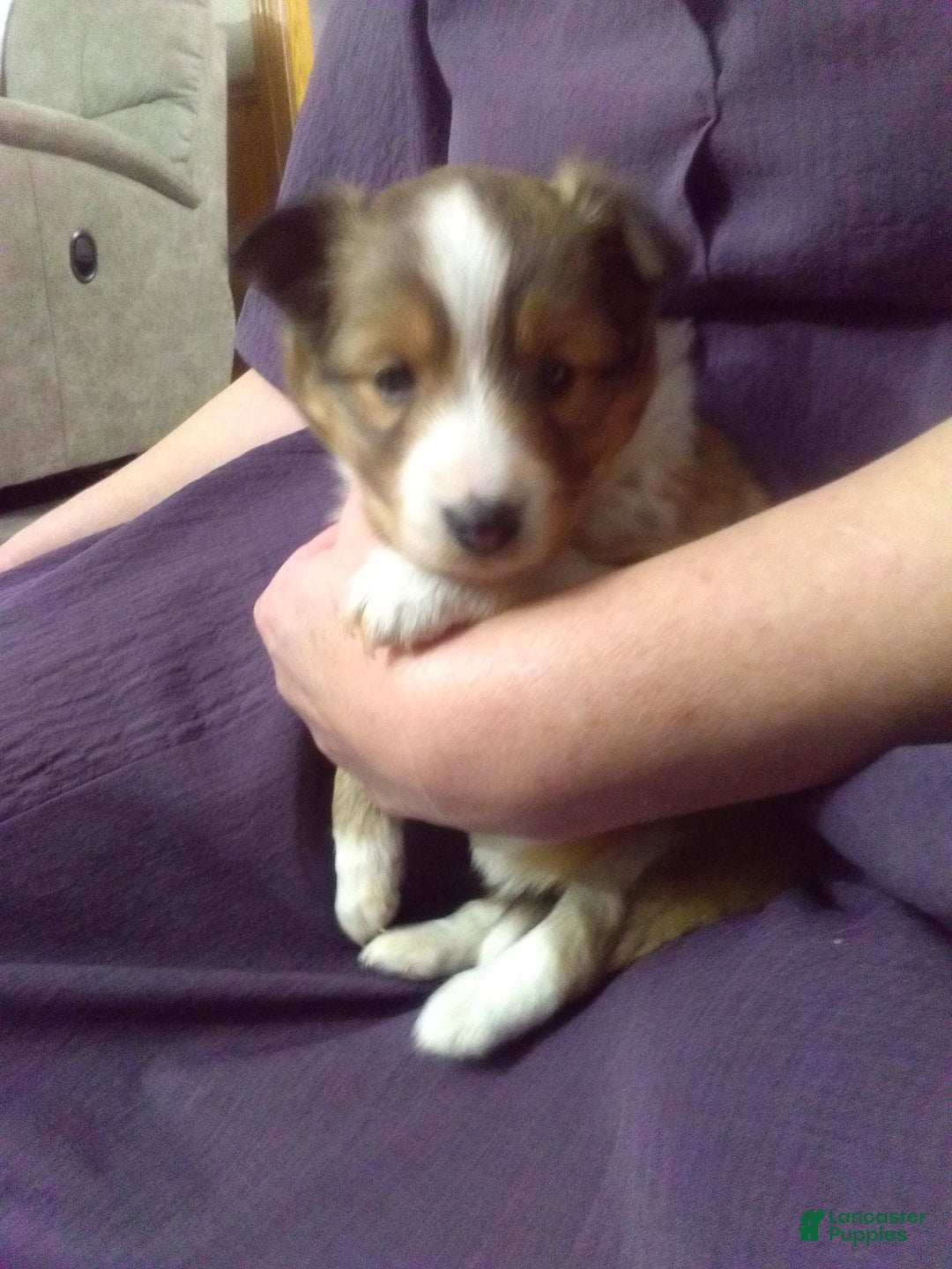 Shetland Sheepdog dogs for sale: Shetland Sheepdog Puppy 2 - Ad 2
