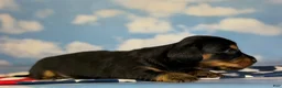 Miniature Dachshund dogs for sale: AKC Panther LH DNA OFA  - Ad 6