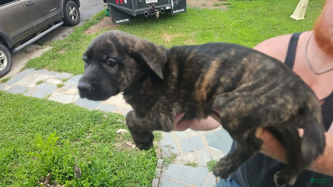Mixed Breed dogs for sale: Mixed Breed 1 - Ad 1