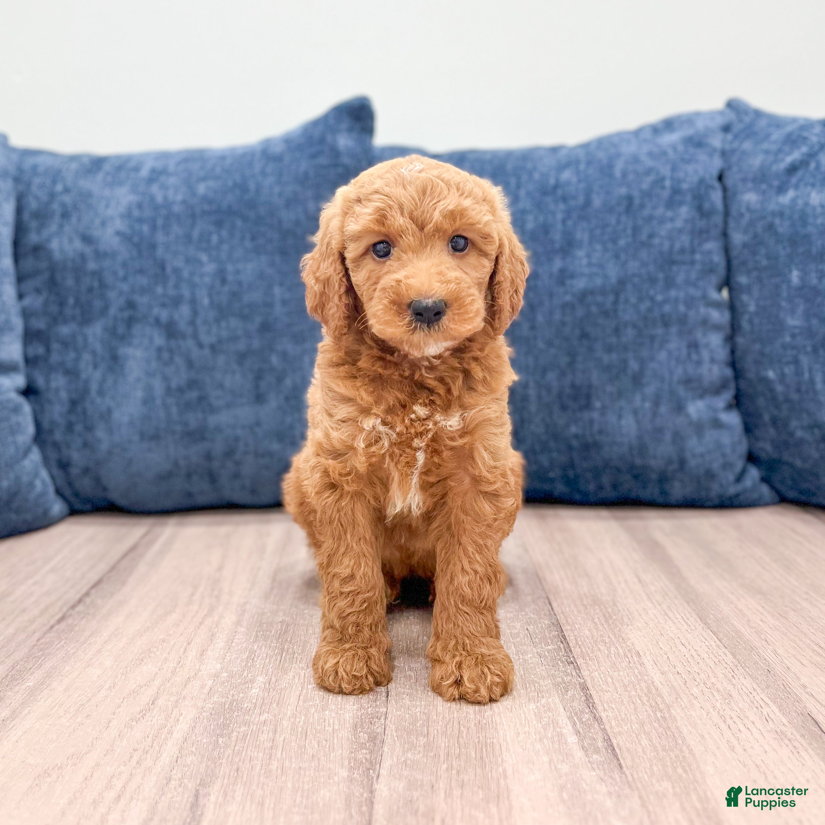 Mini Goldendoodle dogs Chloe - Ad 1