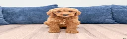 Mini Goldendoodle dogs for sale: Chloe - Ad 1