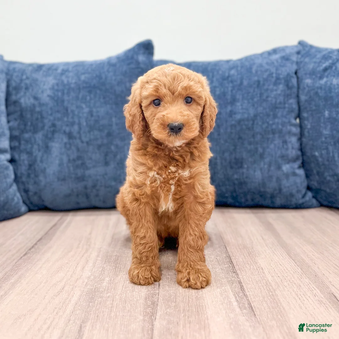 Mini Goldendoodle dogs for sale: Chloe - Ad 1