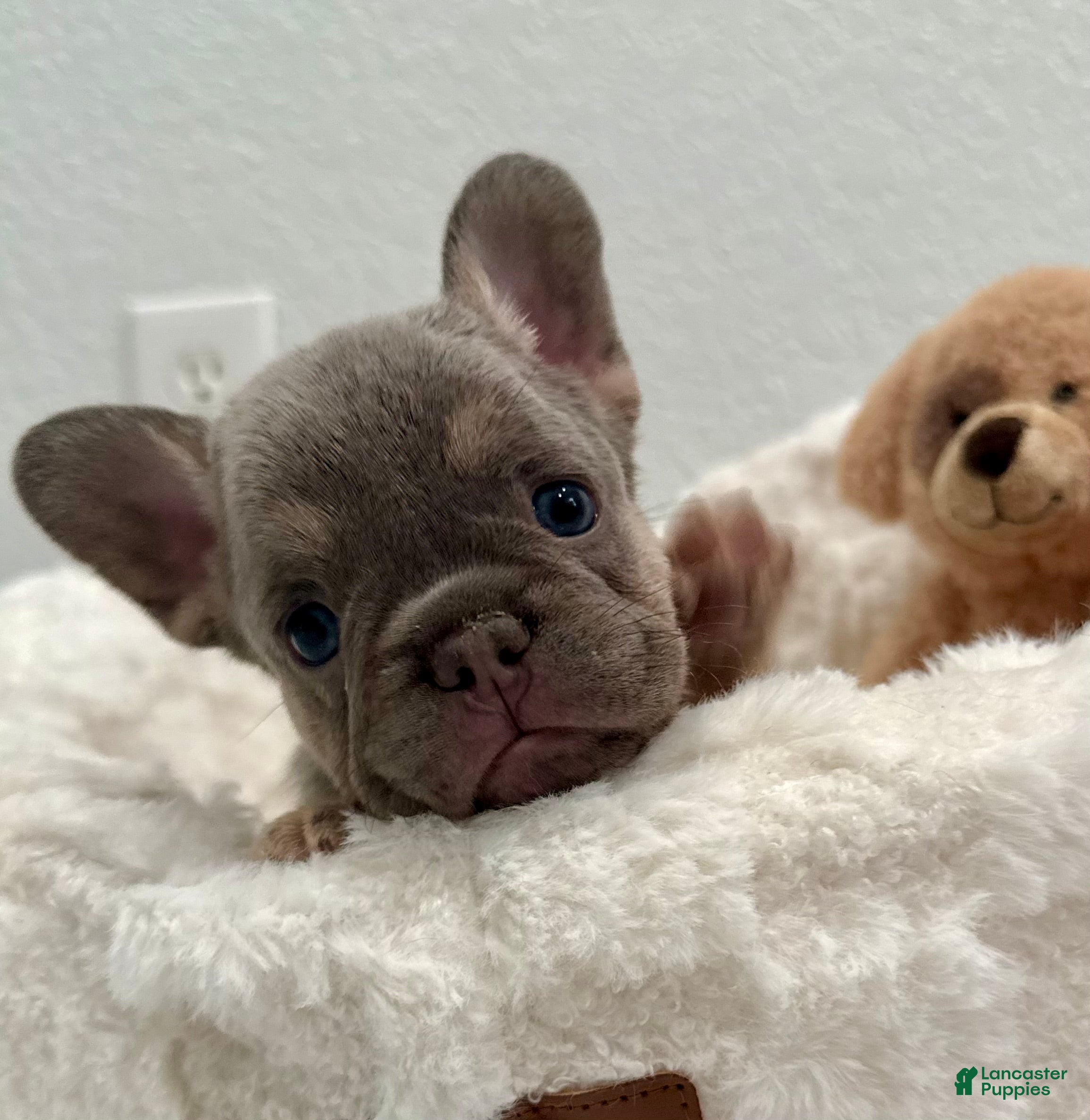 French Bulldog dogs Samantha - Ad 2